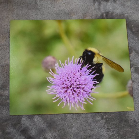 8x10 Bee on a Thistle Flower Photograph - Picture 4 of 4
